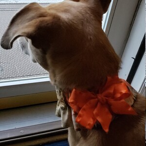 Dog Ruffle Collar Vintage Floral on Teal Dog Scrunchie - Etsy