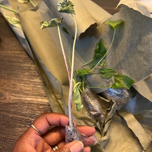 Hannah ha añadido una foto de su compra