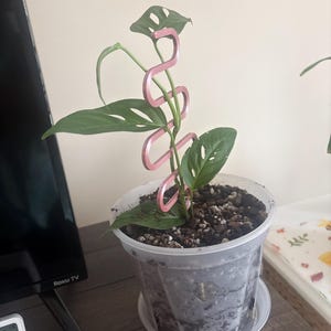 Joan added a photo of their purchase