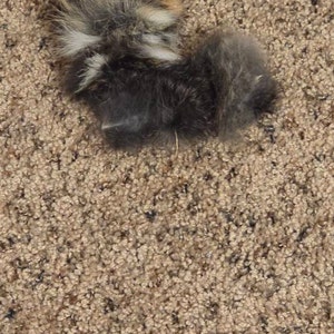 Ashley added a photo of their purchase