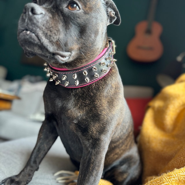 Bestia Frenchie Collar: スパイク付きハンドメイドレザー犬用首輪