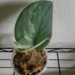 Charlotte added a photo of their purchase