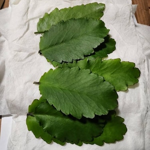 C ha añadido una foto de su compra