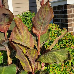 Joe ha añadido una foto de su compra