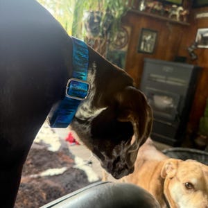 Carrie added a photo of their purchase
