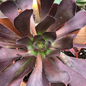 Rj added a photo of their purchase