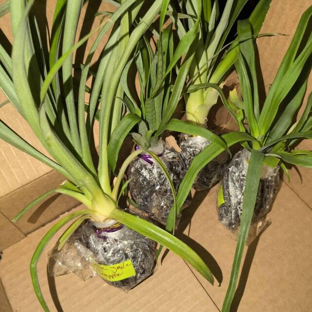 applanatum philodendron Philodendron Applanatum
