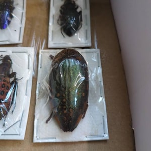 Sternocera castanea boucardii 本物のタマムシ昆虫（剥製、アート作品