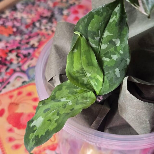 Aglaonema Pictum Tricolor Starter Plant **(ALL Plants Require You