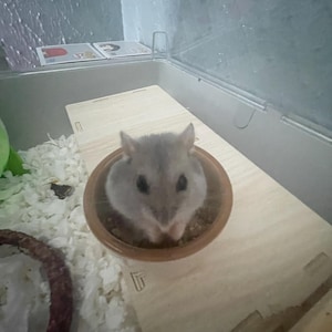 Etsy buyer added a photo of their purchase