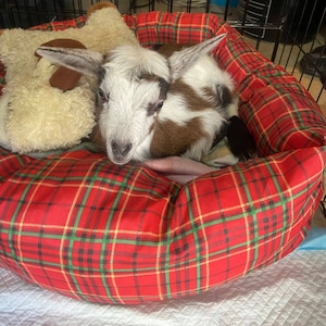 Lucy added a photo of their purchase