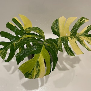 Beverly added a photo of their purchase