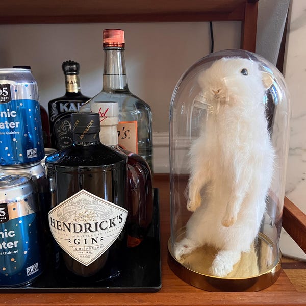 Taxidermy Rabbit,real Taxidermy Rabbit,oddity Home Decor,cute Rabbit ...