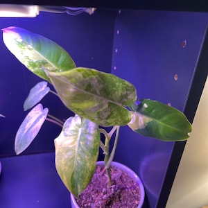 Don added a photo of their purchase