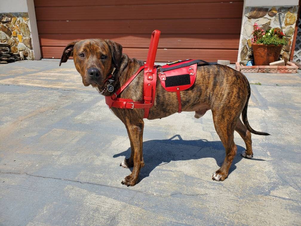 Service Dog Harness for Bracing, Pulling and Mobility Support with