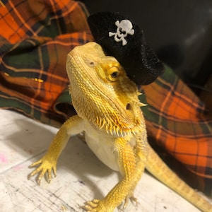 CaptainJadeVT added a photo of their purchase