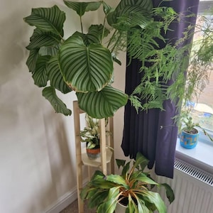Nadia added a photo of their purchase