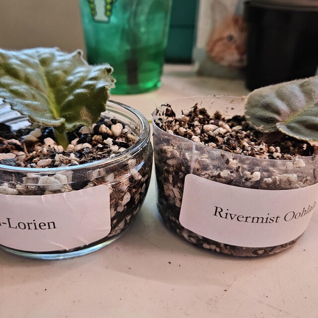 Dn-lorien ~ Rare African Violet 1 Leaf Cutting - Etsy