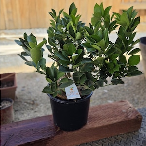 Chris added a photo of their purchase