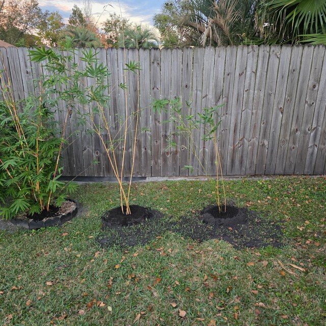 Bambusa Alphonse Karr Clumping Bamboo – 1 Gallon Live Plant – Non-Invasive, Golden Hedge – Ships To Most States (Excl. AZ/HI)