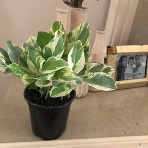 stephanie Castillo added a photo of their purchase