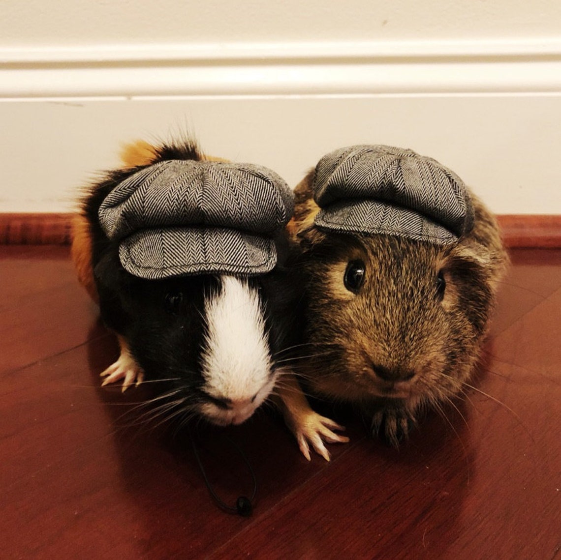 Customer photo of a pet with the Newspaper Boy Hat  for small pet Hedgehog Vogue