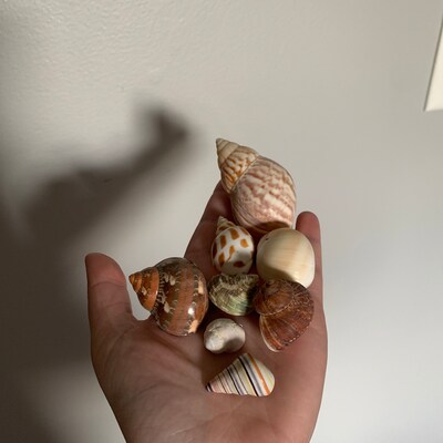 4 Shell Hermit Crab Set Assorted For Medium To Large Hermit