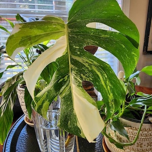 Nicole added a photo of their purchase