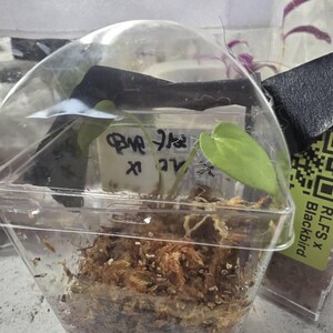 Anthurium Red-vein Papx X Necromancer Dreamweaver Seedling - Etsy