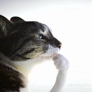 Isabel heeft een foto van de aankoop toegevoegd