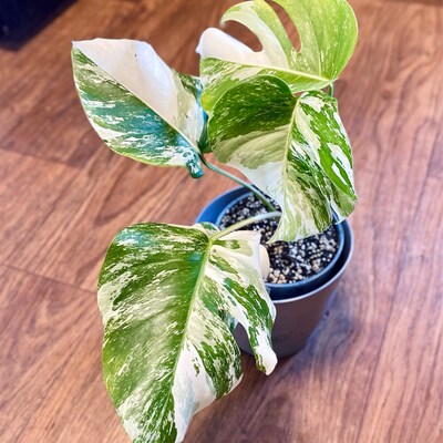 Variegated Monstera Albo Borsigiana Clearance Rooted Cuttings Rooted ...
