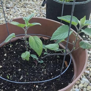 Dread heeft een foto van zijn/haar aankoop toegevoegd