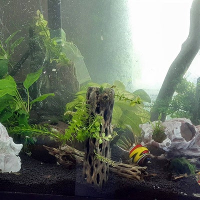 Conch Sea Shell Garden Quality 68 Conch Shell Imperfect Conch Sea Shell ...