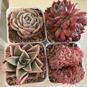 Meliza ha añadido una foto de su compra