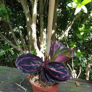 Terry ha aggiunto una foto del proprio acquisto