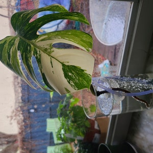 Monstera Albo Extra White High Variegation Variegated - Etsy