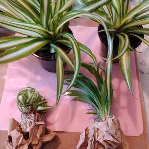 Kris-Tina added a photo of their purchase