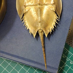 本物のカブトガニ - カブトガニの脱皮 - Etsy 日本