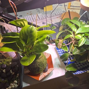 Debi ha añadido una foto de su compra