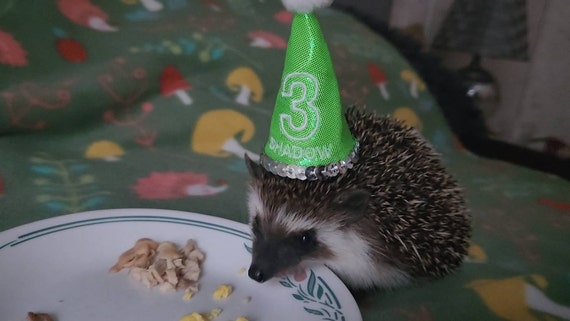 Customer photo of a pet with the First Birthday hat and matching tie or bow