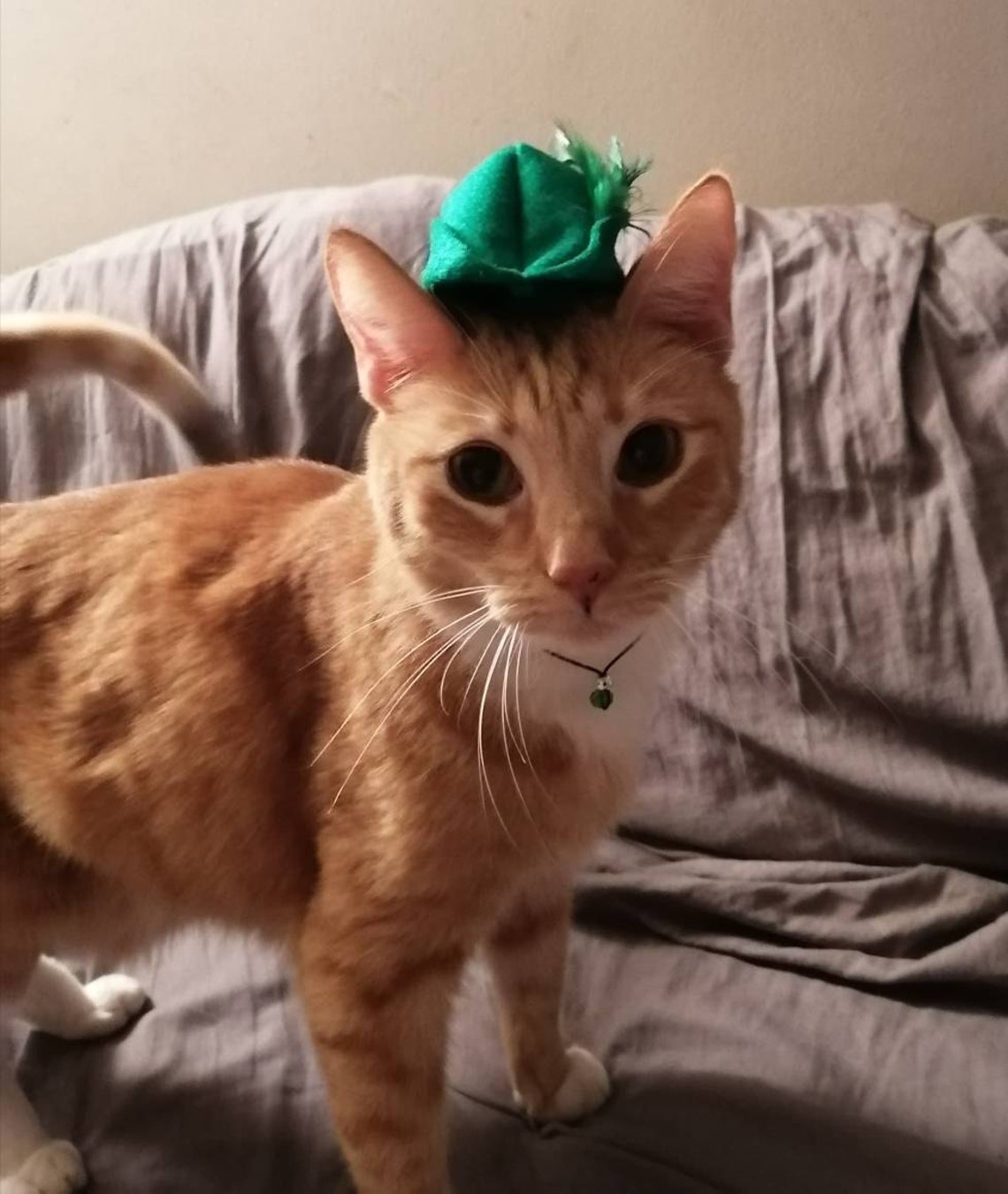 Customer photo of a pet with the Robin Hood Hat small pet Cat Dog Hedgehog Vodue