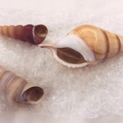 The Magic Conch Mini Size Caramel by Shellpipe free Pipe & Screens W ...