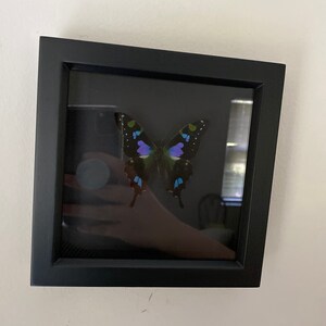 Framed Butterfly Black Background Graphium Weiskei 6x6 - Etsy