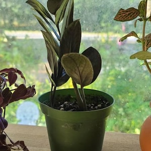 Anissah added a photo of their purchase