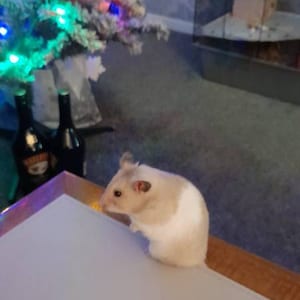 Joyce added a photo of their purchase