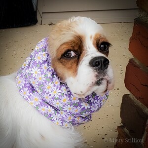 snood cavalier