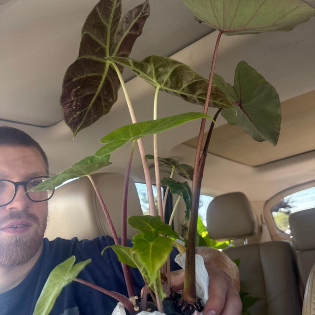 Pink Dragon Alocasia Rare Jewel Aroid Starter Plants | Plant Plugs