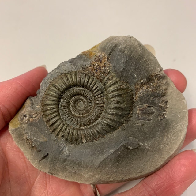 ダクティリオセラス・コミューンアンモナイト化石、英国産ジュラ紀真正