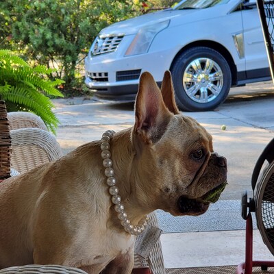 Dog Pearl Necklace, Pet Pearl Collar, Pet Jewelry, Dog ID Tag