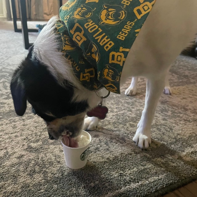 Baylor Bears Over the Collar Dog Bandana Baylor University